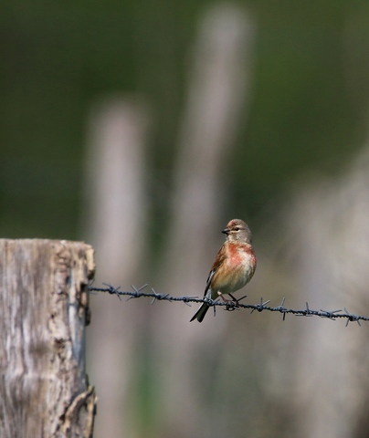 Linotte mélodieuse