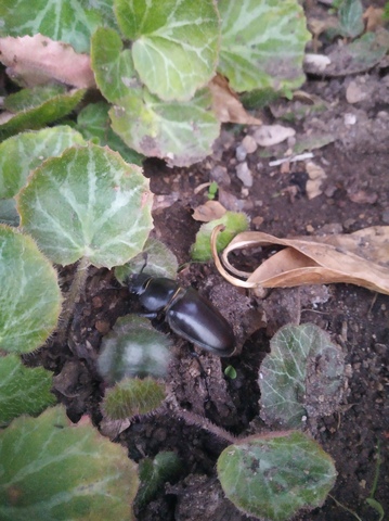 Lucane Cerf-Volant (Chissey-les-Macon)