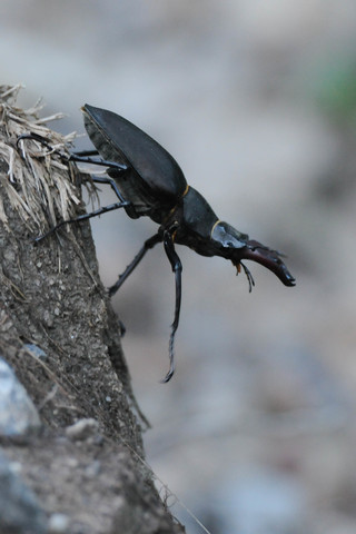 Lucane Cerf-volant (Le) - Lucanus cervus