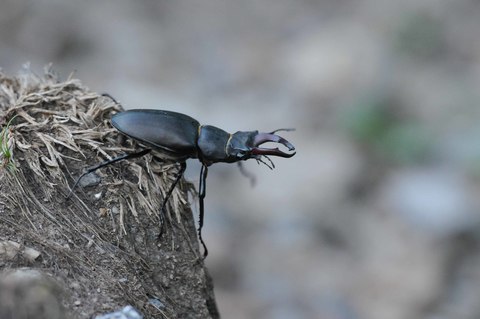 Lucane Cerf-volant (Le) - Lucanus cervus