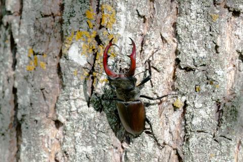 Lucanus cervus (mâle)