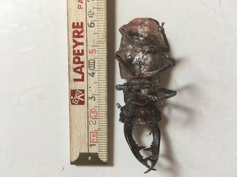 Lucane mâle trouvé mort