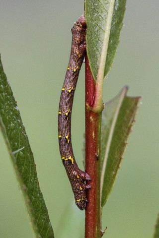 Lycia hirtaria - la Phalène hérissée