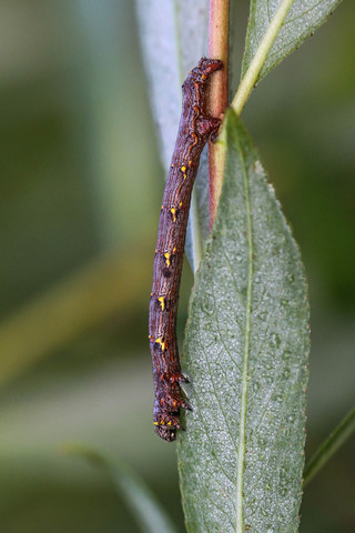 Lycia hirtaria, la Phalène hérissée