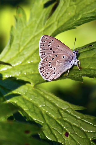 Maculinea alcon