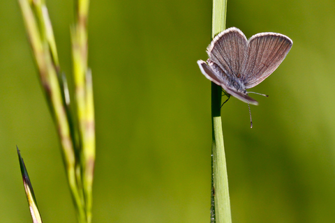 Maculinea alcon