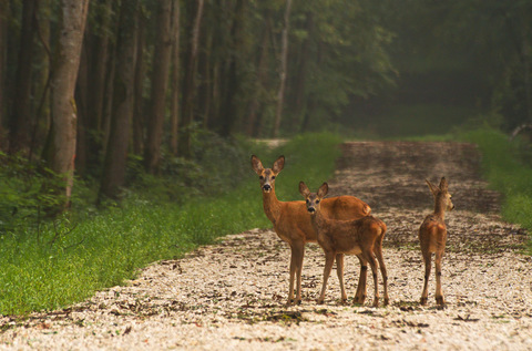 Chevreuil européen - Capreolus capreolus