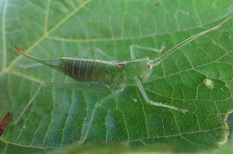 Meconema meridionale