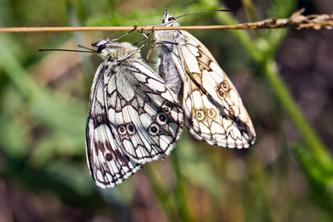 Melanargia galathea in copula