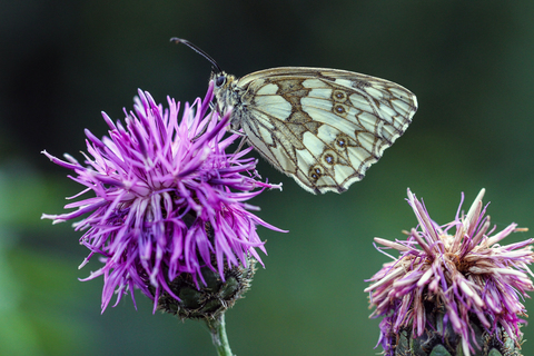 Melanargia galathea