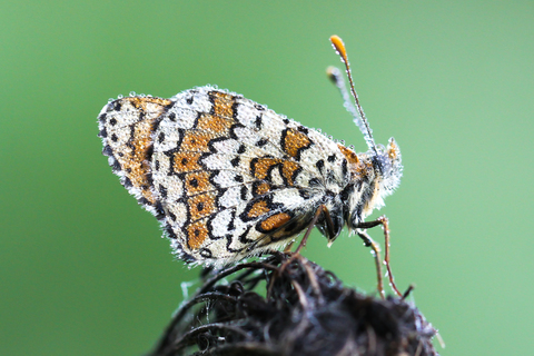 Melitaea cinxia, la Mélitée du plantain