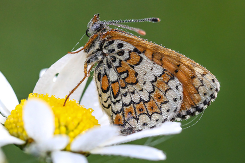 Melitaea cinxia - la Mélitée du Plantain