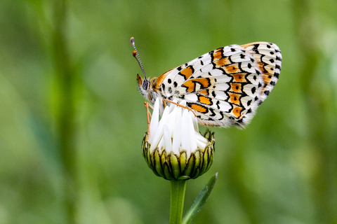 Melitaea cinxia, la Mélitée du plantain