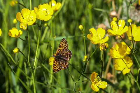 Melitaea cinxia, la Mélitée du Plantain