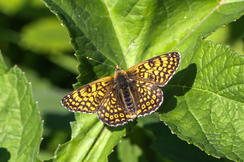 Melitaea cinxia, la Mélitée du Plantain