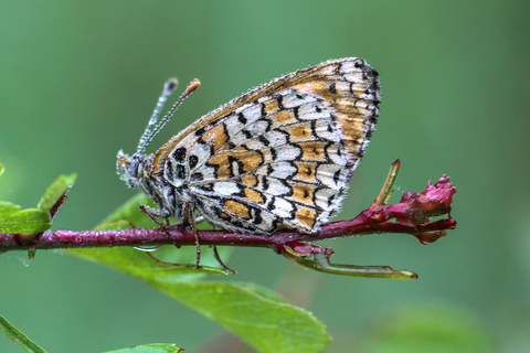 Melitaea cinxia, la Mélitée du plantain