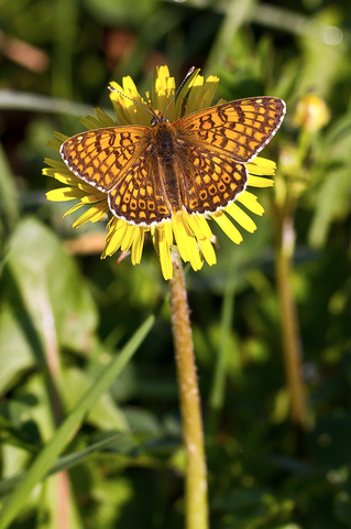 Melitaea cinxia