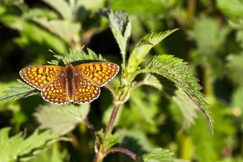 Melitaea cinxia