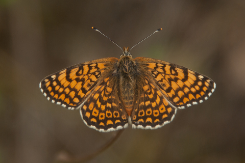 Mélitée du Plantain (Melitaea cinxia)