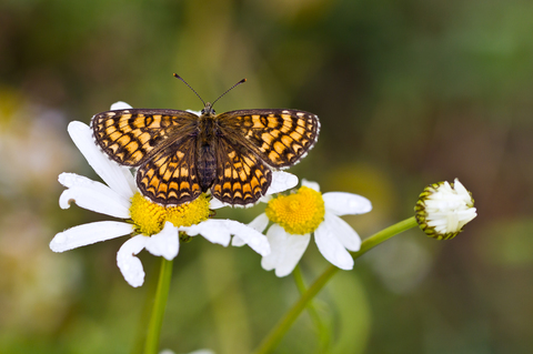 Mellicta aurelia