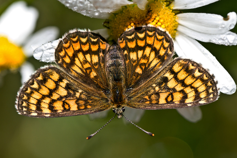 Mellicta aurelia