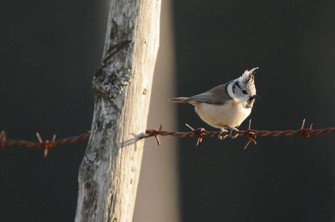 Mésange huppée - Lophophanes cristatus