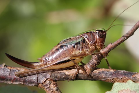 Metrioptera brachyptera