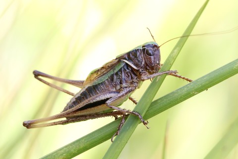 Metrioptera brachyptera