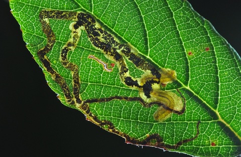 Mine et larve de Stigmella aurella