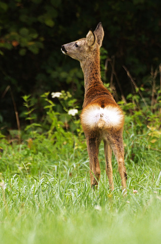 Chevreuil européen - Capreolus capreolus