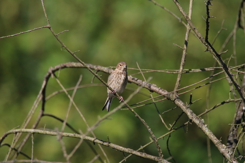 pipit des arbres