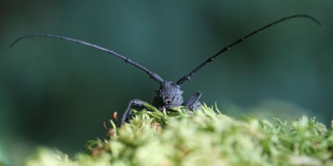 Morimus asper