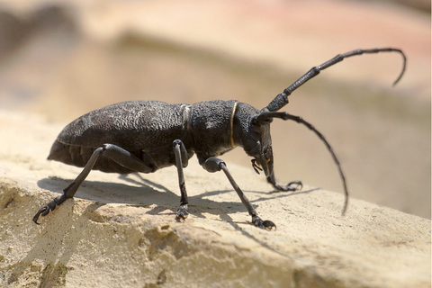 Morimus asper