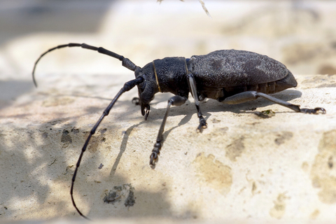 Morimus asper