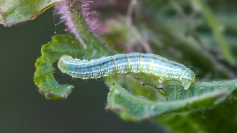 Operophtera brumata