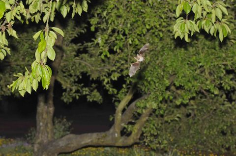 Oreillard gris en chasse dans un verger