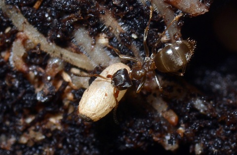 Ouvrière de Lasius niger transportant un cocon