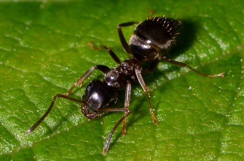 Ouvrière de Lasius niger