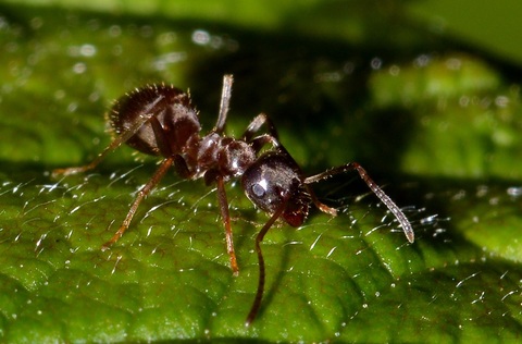 Ouvrière de Lasius niger