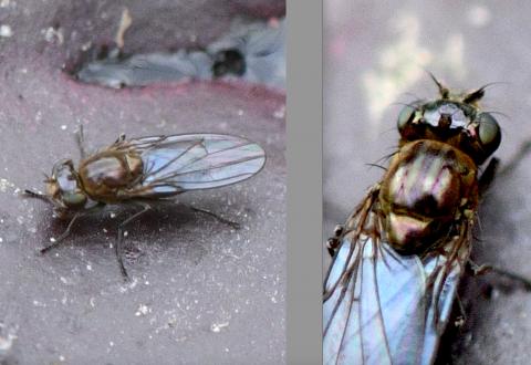 © Jean-Michel Garel