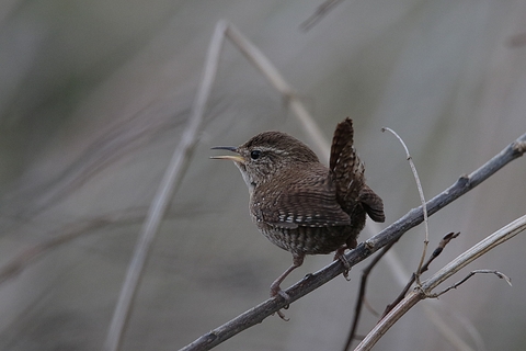 Parade du troglodyte mignon