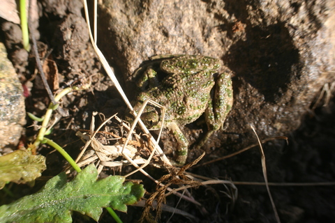 Pelodytes trouvé sous une pierre avec deux Podarcis