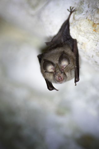 Petit rhinolophe - Rhinolophus hipposideros