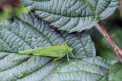 Phaneroptera falcata