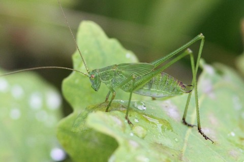 Phaneroptera falcata