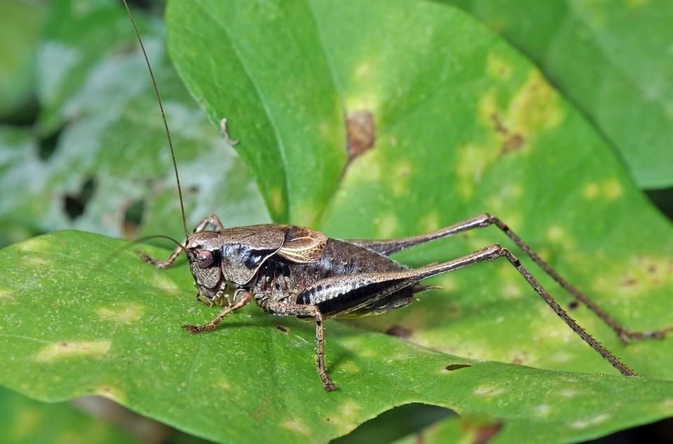 Decticelle cendrée (Pholidoptera griseoaptera)