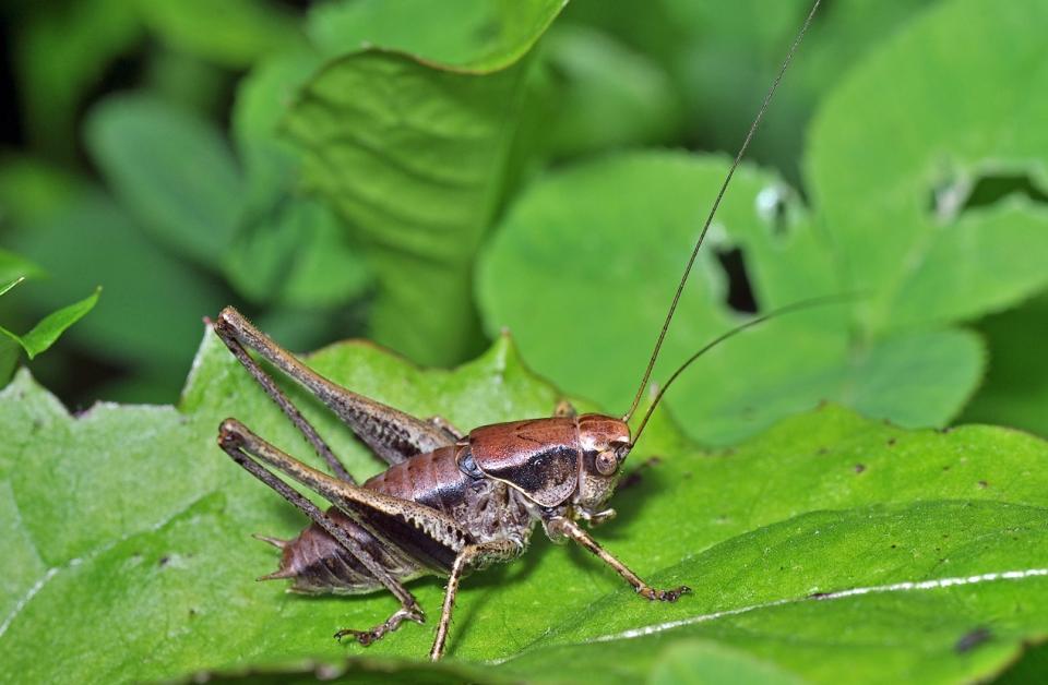 Decticelle cendrée (Pholidoptera griseoaptera)