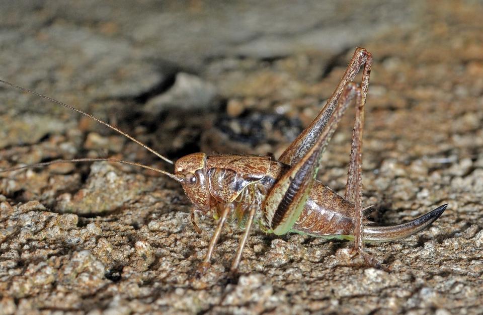 Decticelle cendrée (Pholidoptera griseoaptera)