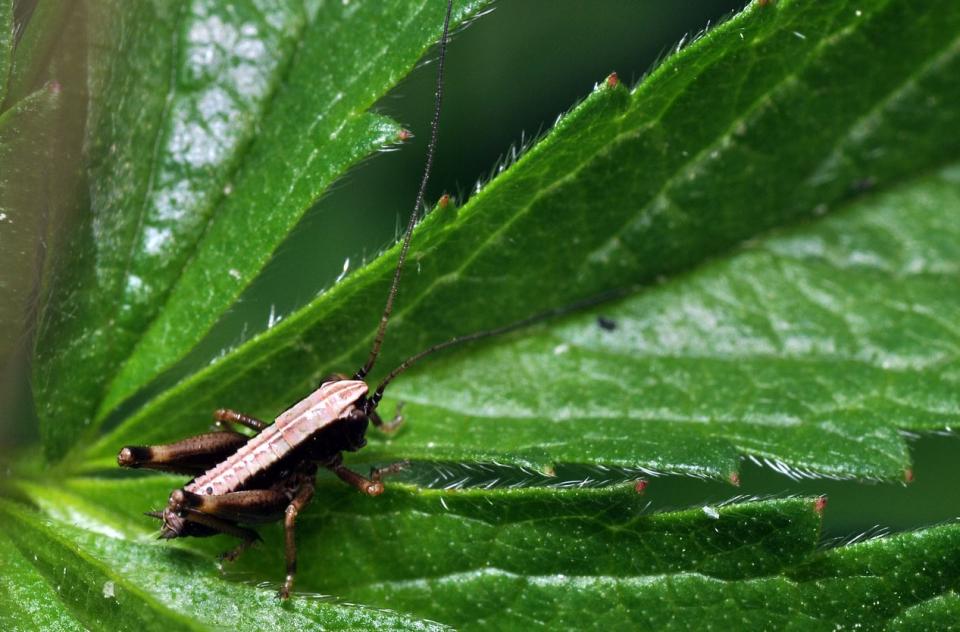 Decticelle cendrée (Pholidoptera griseoaptera)