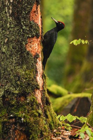 Pic noir - Dryocopus martius - mâle